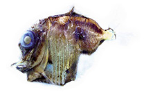 Image of Sternoptyx pseudobscura (Highlight hatchetfish)