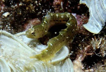 Image of Stathmonotus sinuscalifornici (California worm blenny)