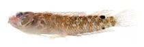 Image of Starksia springeri 