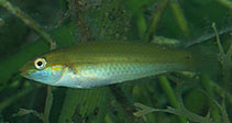 Image of Stethojulis strigiventer (Three-ribbon wrasse)