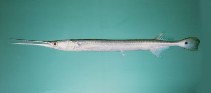 Image of Strongylura strongylura (Spottail needlefish)