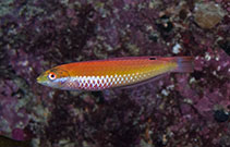 Image of Suezichthys aylingi (Crimson cleaner fish)