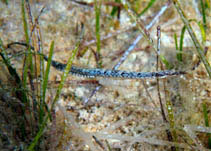 Image of Syngnathus abaster (Black-striped pipefish)