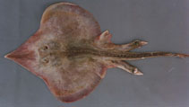 Image of Sympterygia acuta (Bignose fanskate)