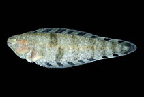 Image of Symphurus atramentatus (Inkspot tonguefish)