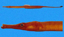 Image of Syngnathus auliscus (Barred pipefish)