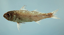Image of Synagrops bellus (Blackmouth bass)