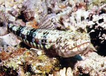 Image of Synodus binotatus (Two-spot lizard fish)