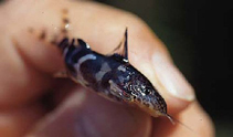 Image of Synodontis camelopardalis 