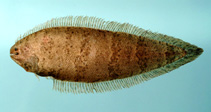 Image of Symphurus civitatum (Offshore tonguefish)