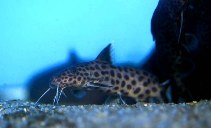 Image of Synodontis dhonti 