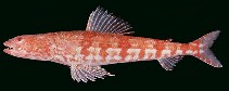 Image of Synodus doaki (Arrowtooth lizardfish)