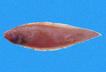 Image of Symphurus elongatus (Elongate tonguefish)
