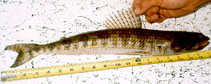 Image of Synodus foetens (Inshore lizardfish)