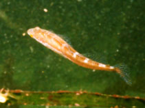 Image of Synchirus gilli (Manacled sculpin)