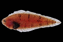 Image of Symphurus gorgonae (Gorgonian tonguefish)