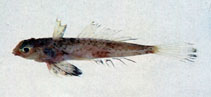 Image of Synchiropus grinnelli (Philippines dragonet)