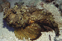 Image of Synanceia horrida (Estuarine stonefish)