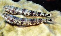 Image of Synodus jaculum (Lighthouse lizardfish)