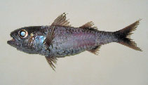 Image of Synagrops japonicus (Blackmouth splitfin)