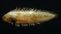 Image of Symphurus ligulatus (Elongate tonguesole)