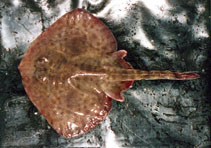 Image of Sympterygia brevicaudata (Shorttail fanskate)