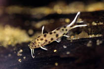 Image of Synodontis lucipinnis 