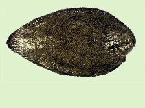 Image of Synaptura marginata (White-margined sole)