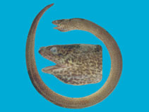 Image of Synbranchus marmoratus (Marbled swamp eel)