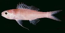 Image of Symphysanodon maunaloae (Longtailed slopefish)