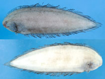 Image of Symphurus megasomus (Giant tonguefish)