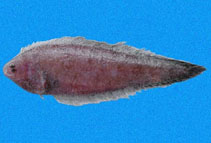 Image of Symphurus melasmatotheca (Blackstripe tonguefish)