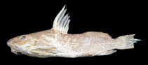 Image of Synodontis melanostictus 