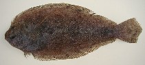 Image of Syacium micrurum (Channel flounder)