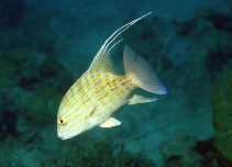 Image of Symphorus nematophorus (Chinamanfish)