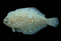 Image of Syacium ovale (Oval flounder)