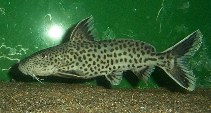 Image of Synodontis petricola (Cuckoo Catfish)