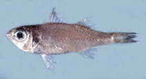 Image of Parascombrops philippinensis (Sharptooth seabass)