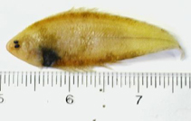 Image of Symphurus piger (Deepwater tonguefish)