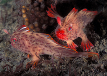 Image of Sympterichthys politus (Red handfish)