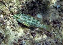 Image of Symphodus roissali (Five-spotted wrasse)