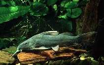 Image of Synodontis rukwaensis (Lake Rukwa squeaker)