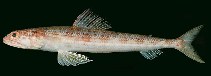 Image of Synodus similis (Lavender lizardfish)