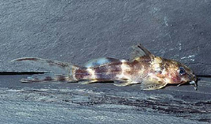 Image of Synodontis smiti 