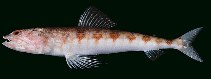 Image of Synodus ulae (Red lizard fish)