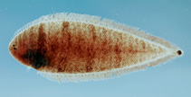 Image of Symphurus urospilus (Spottail tonguefish)