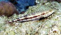 Image of Synodus variegatus (Variegated lizardfish)