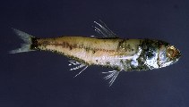 Image of Symbolophorus veranyi (Large-scale lantern fish)