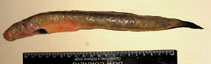 Image of Taenioides anguillaris (Eel worm goby)