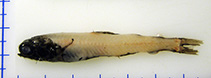 Image of Taaningichthys bathyphilus (Deepwater lanternfish)